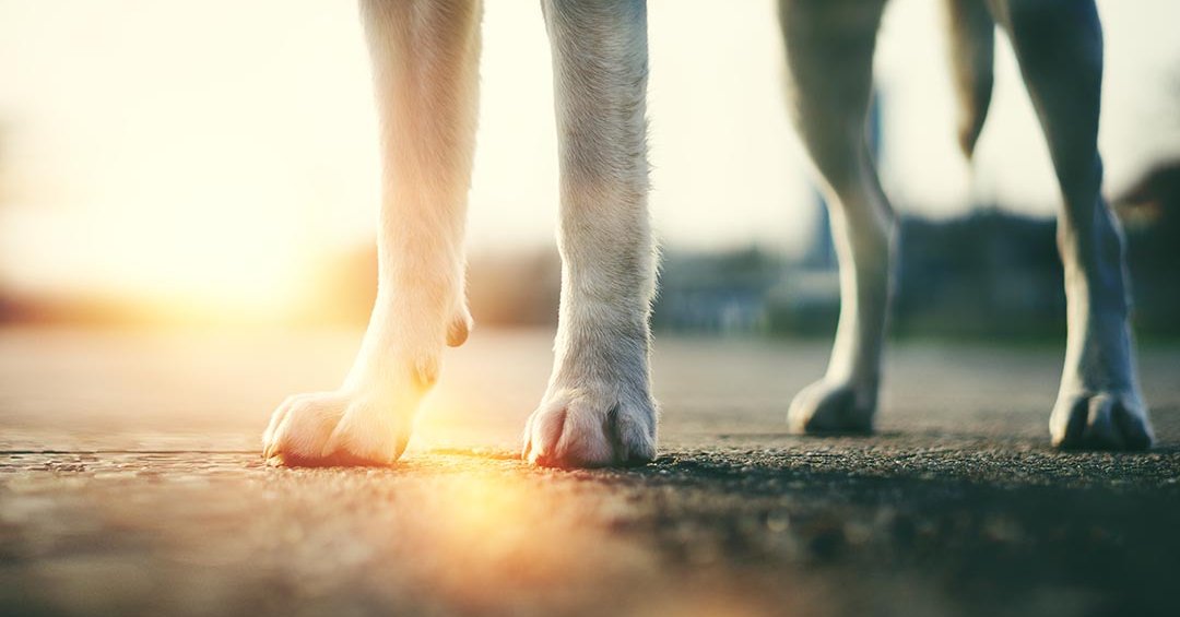 Krallenpflege bei Rund um Hund in Gänserndorf und Umgebung